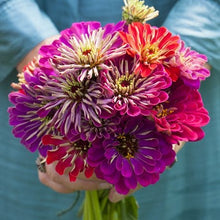 Mix of colorful zinnia meteor shower mix blooms on a natural outdoor garden backdrop