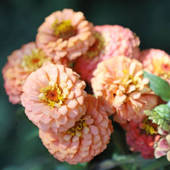 Zinnia Seeds Oklahoma Salmon Flower Seeds in Packets & Bulk Eden