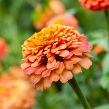 Cluster of fully blooming zinnia oklahoma salmon flowers on a bright garden backdrop