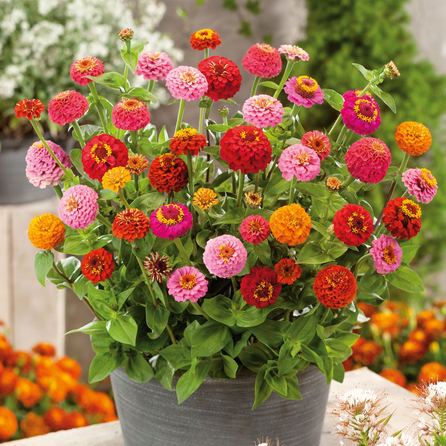 organic zinnia thumbelina