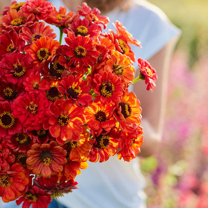 Striking fully bloomed zinnia oriole in orange on a blurred natural backdrop