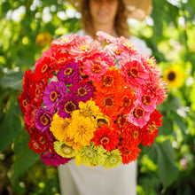 Close-up of zinnia over rainbow mix flowers in vivid mixed colors on a garden backdrop
