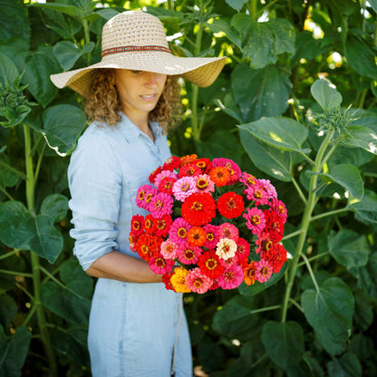 Dwarf pepito mix zinnia flowers in vibrant colors on a natural green garden backdrop
