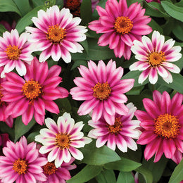 Zinnia Seeds - Profusion Cherry Bicolor | Flower Seeds in Packets ...