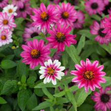 Pink and orange zinnia profusion cherry bicolor blooms on a natural garden backdrop