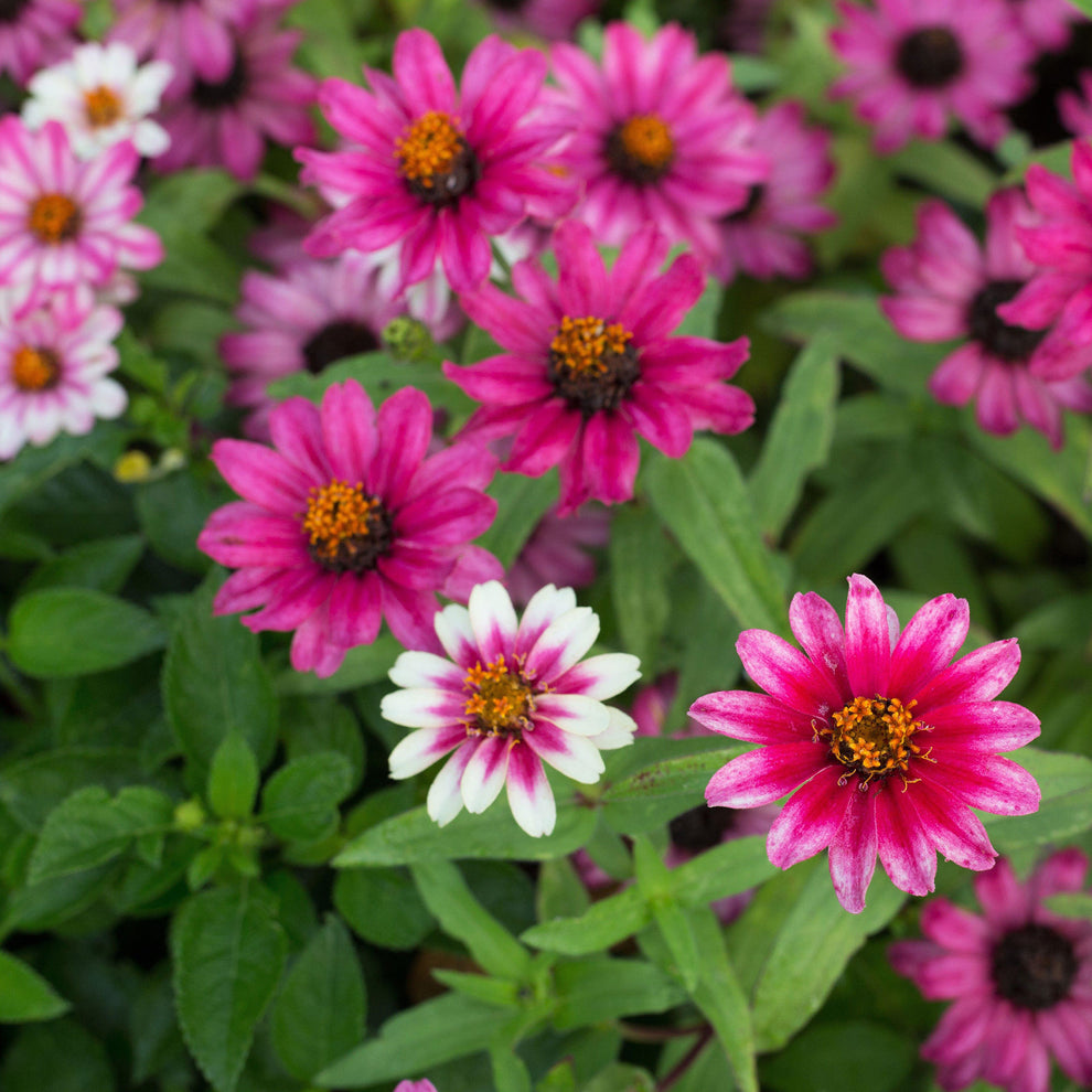 Zinnia Seeds Profusion Cherry Bicolor Flower Seeds in Packets