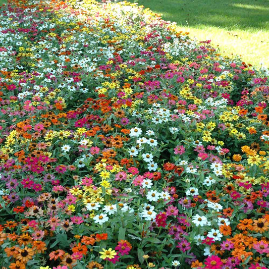 zinnia profusion mix