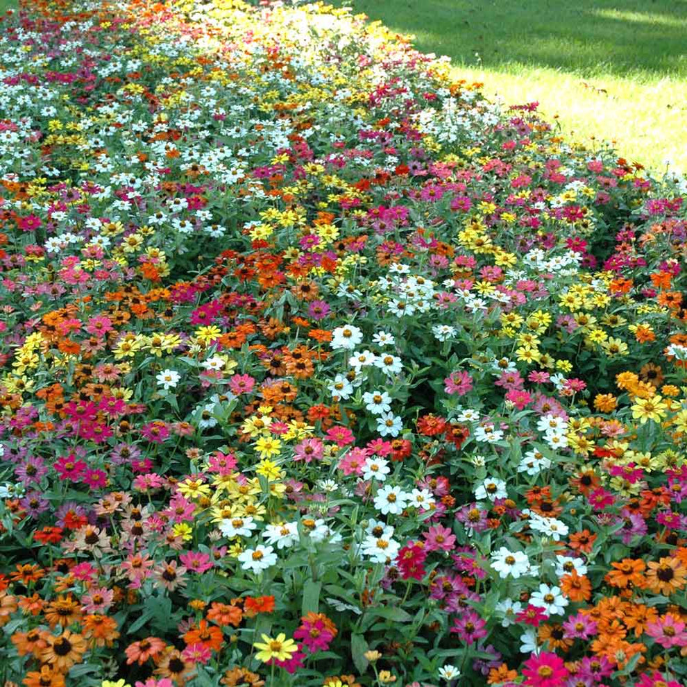 Zinnia Seeds Profusion Mix Flower Seeds in Packets & Bulk Eden
