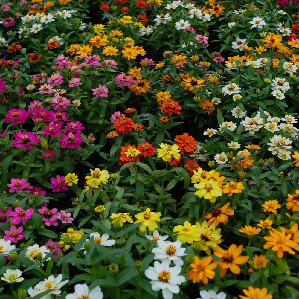 zinnia profusion mix