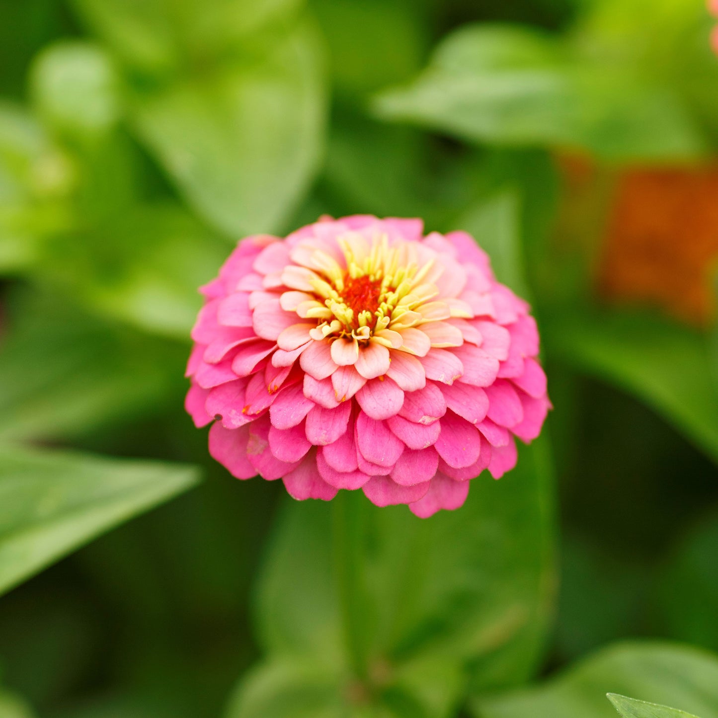 Pink zinnia from a pumila mix showing pink petals and yellow center.