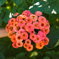 zinnia pumila salmon