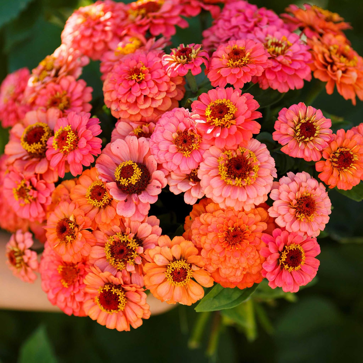 zinnia pumila salmon