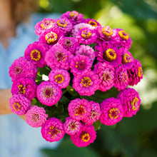 Close-up of vibrant purple zinnia pumila violet flowers on a natural garden backdrop