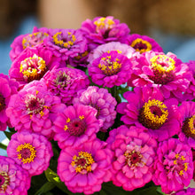Vibrant violet zinnia pumila violet flower with dense petals on a garden background