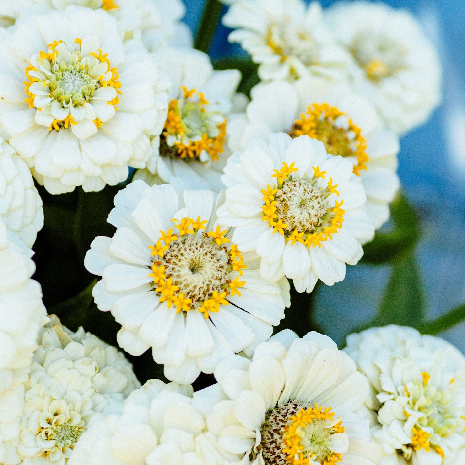 zinnia pumila white