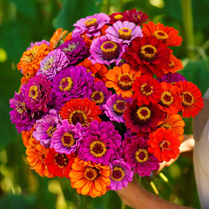 Vibrant fully bloomed zinnia purple dream mix flowers on a natural outdoor backdrop