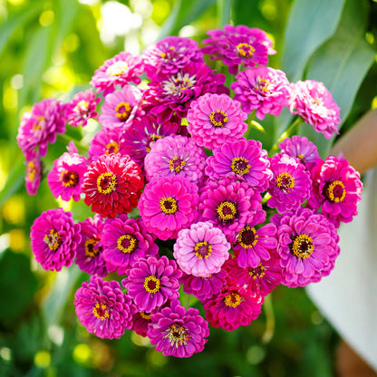 A cluster of vibrant purple prince Zinnia flowers with yellow centers, blooming outdoors.
