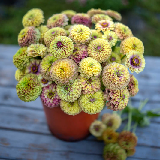 zinnia queen lime blush