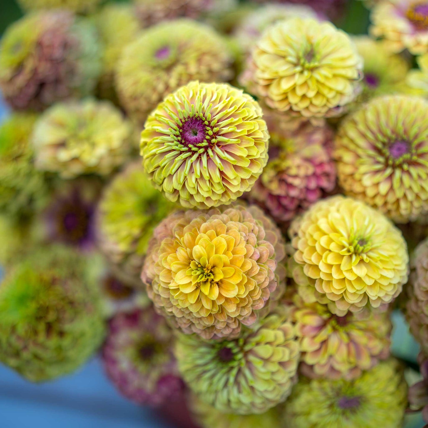 zinnia queen lime blush
