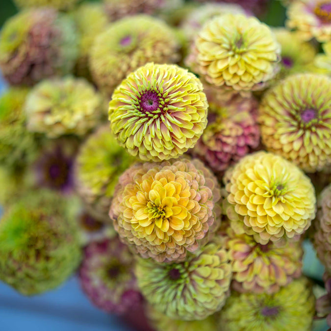 zinnia queen lime blush