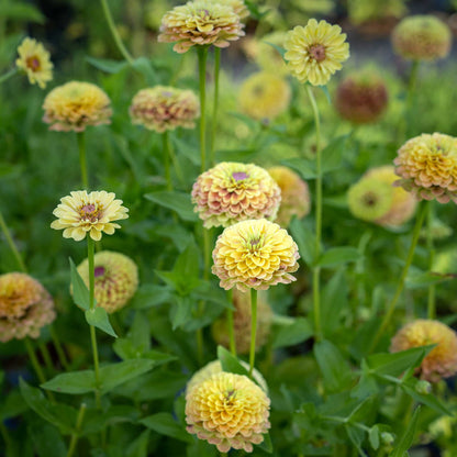 Close-up of zinnia queen lime blush in pale green and blush pink on a garden backdrop