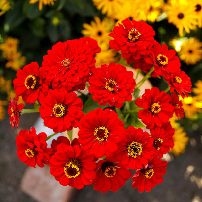 Close-up of vibrant zinnia scarlet flame flower with rich red petals on a garden backdrop
