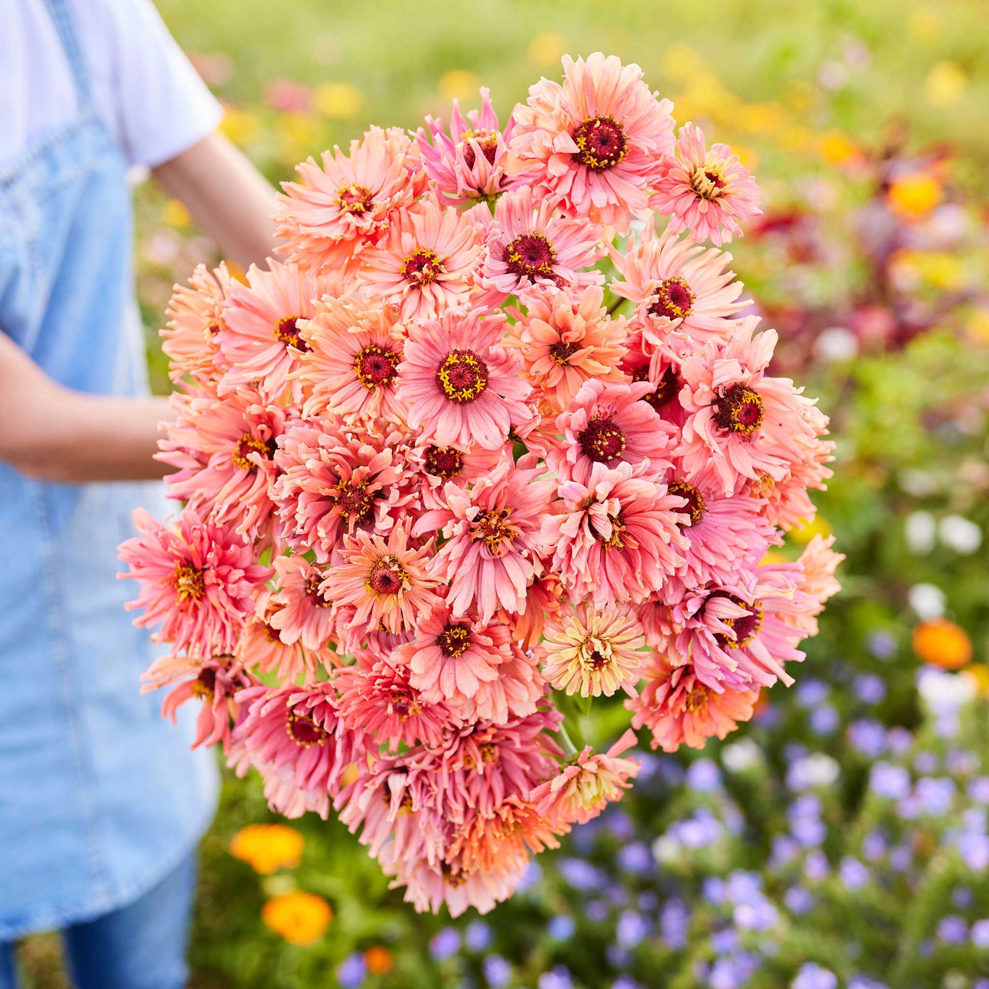 zinnia senorita