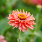 zinnia senorita
