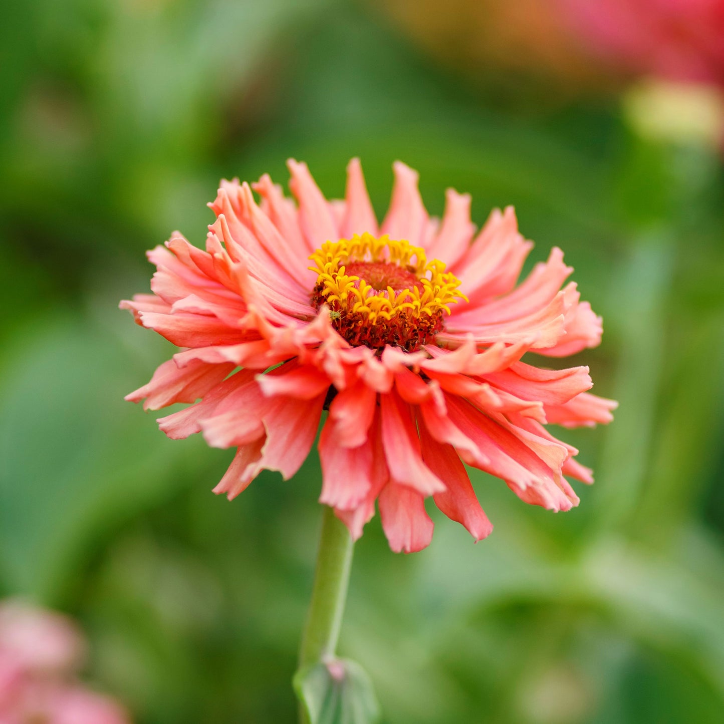 zinnia senorita