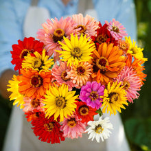 Vibrant super cactus mix zinnia flowers in bold colors on a garden backdrop