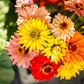 super cactus mix zinnia 