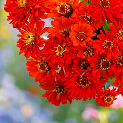 Close-up of vibrant red redman super cactus zinnia on a natural garden backdrop