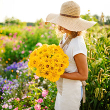 Bright yellow sungod zinnia flowers in a sunny outdoor garden setting