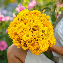 Bright yellow sungod zinnia super cactus flowers in full bloom on a garden backdrop
