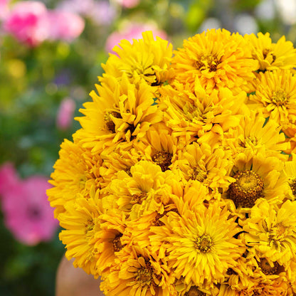 Sungod zinnia super cactus seed product photo on a clean white background