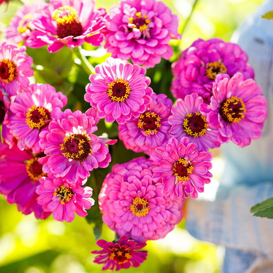 zinnia violet queen