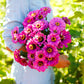 zinnia violet queen