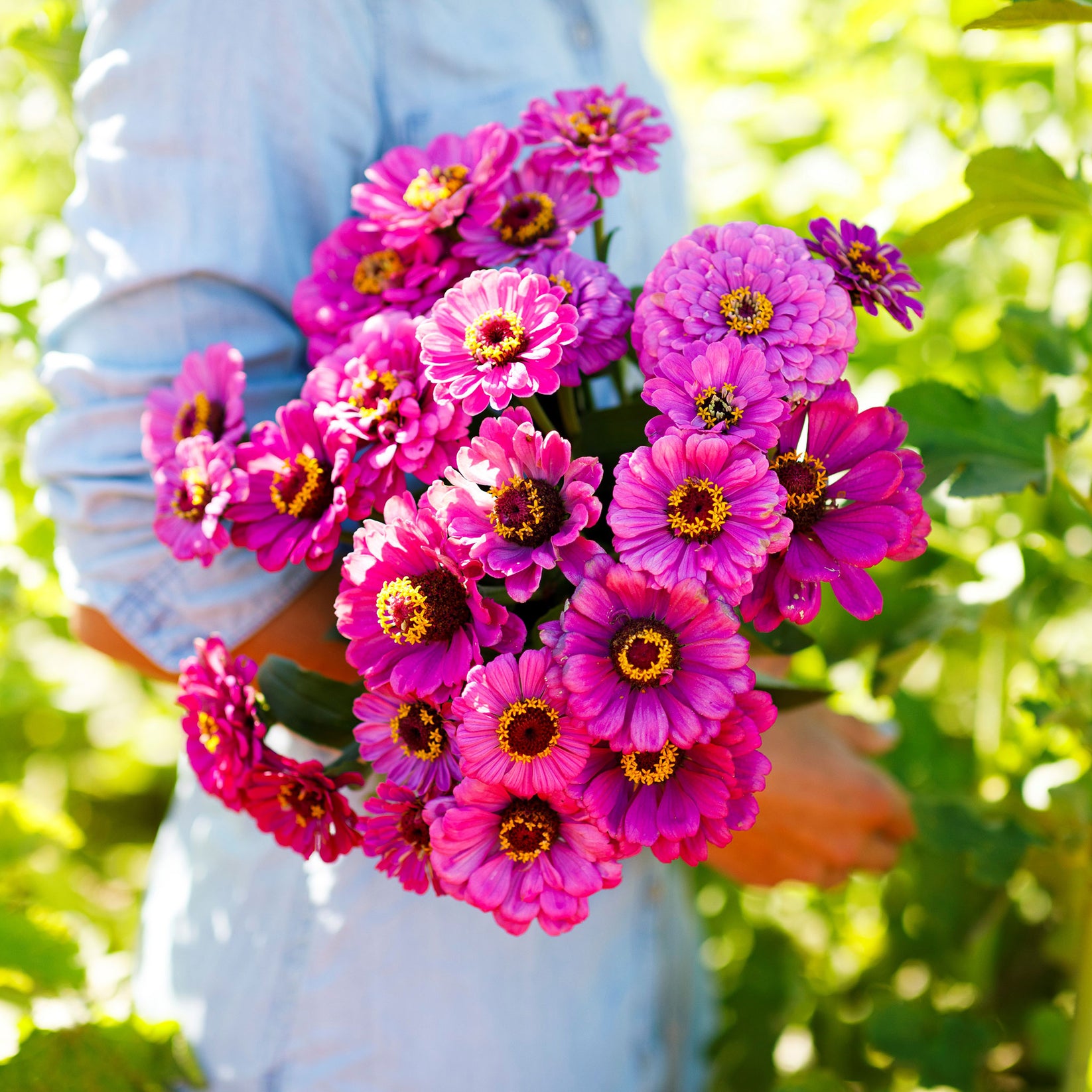 Zinnia Seeds Violet Queen Flower Seeds in Packets & Bulk Eden