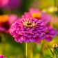 zinnia violet queen