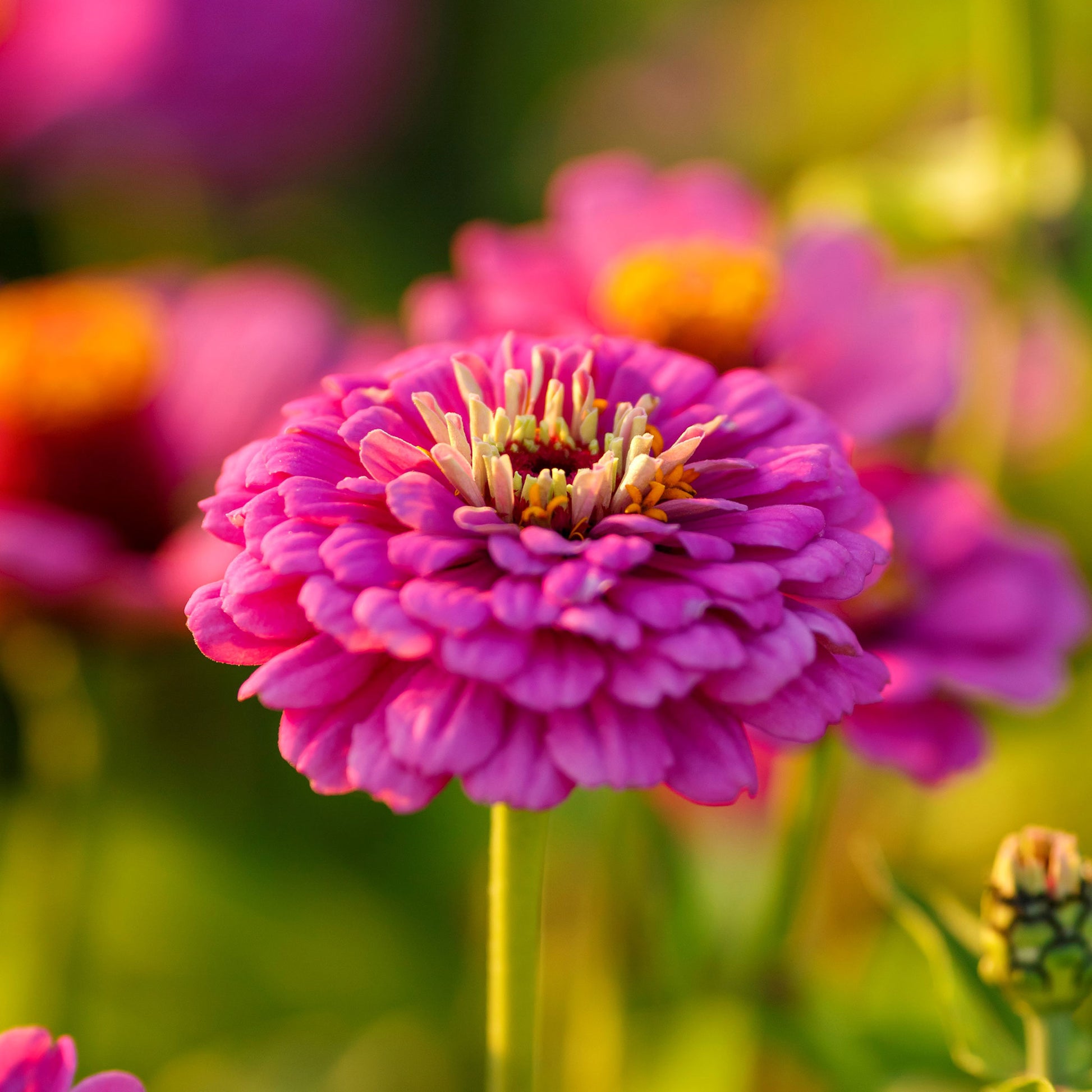 zinnia violet queen