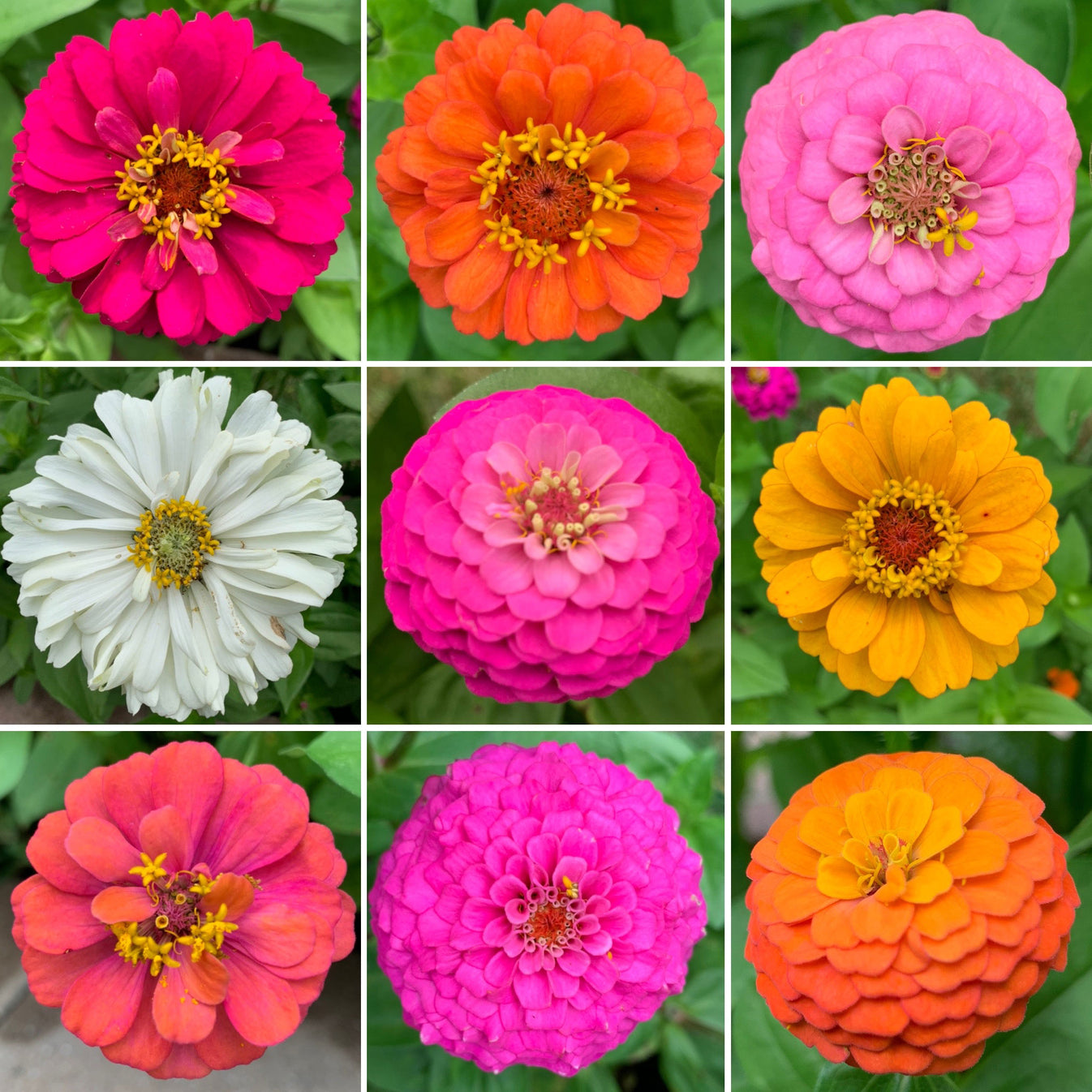 Zin Master Zinnia Flower Seed Mix Eden Brothers