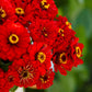 zinnia will rogers
