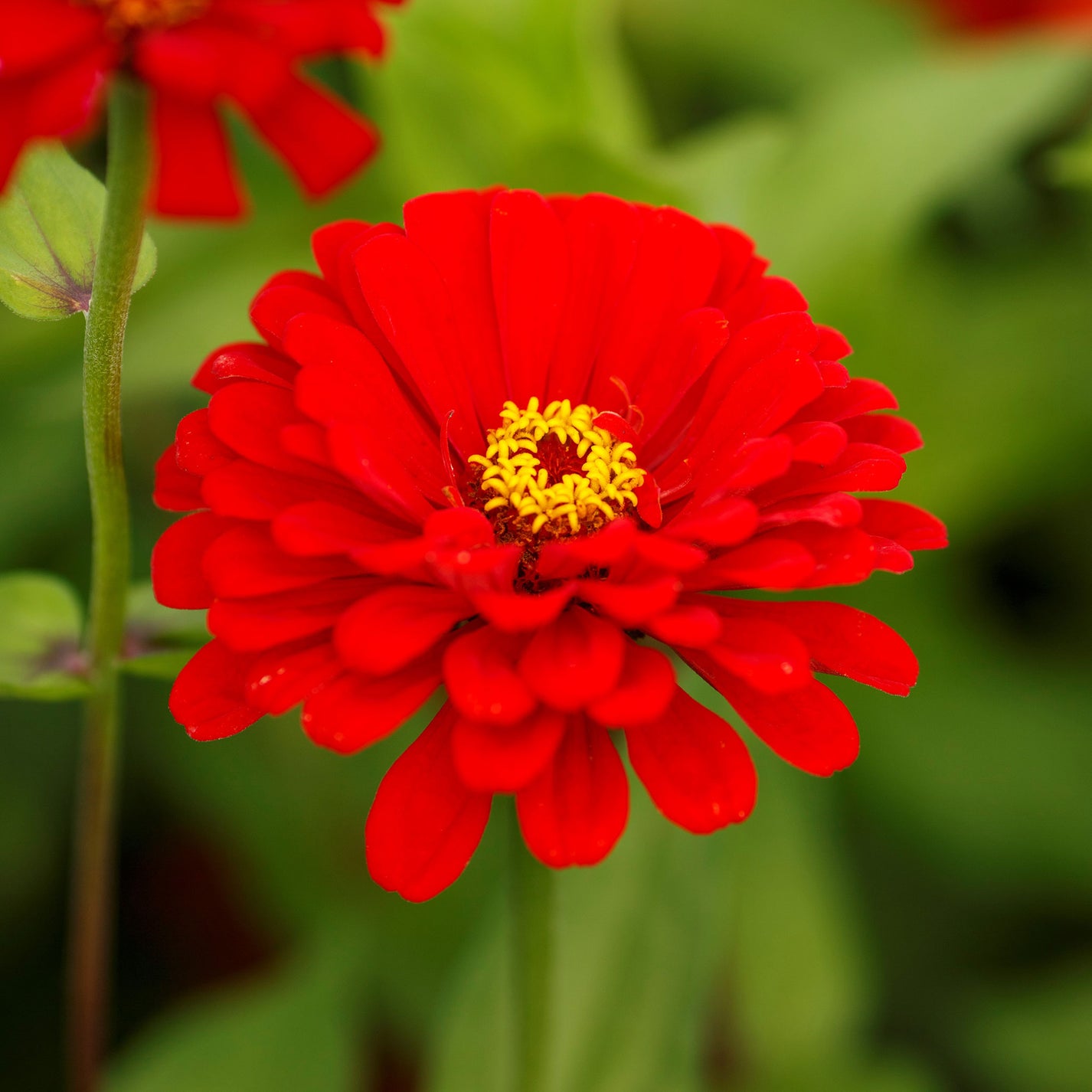 Zinnia Seeds Will Rogers Flower Seeds in Packets & Bulk Eden Brothers