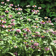 Close-up of zinnia zinderella lilac flowers in soft purple on a green garden backdrop