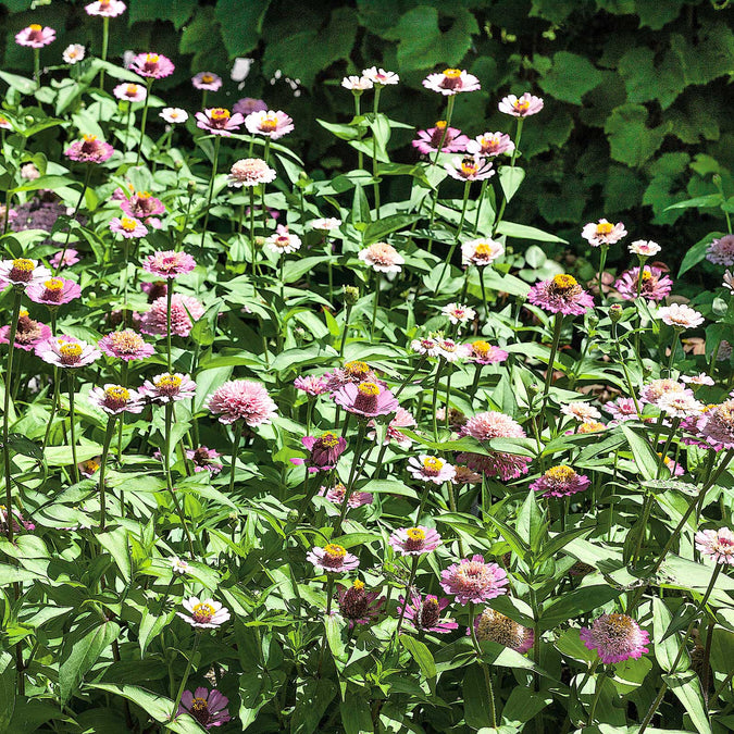 zinnia zinderella lilac 