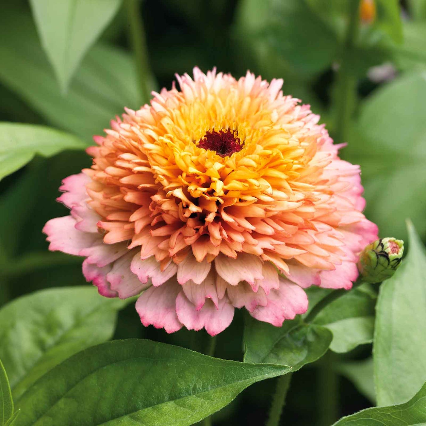 Zinnia Seeds - Zinderella Peach | Flower Seeds in Packets & Bulk | Eden ...
